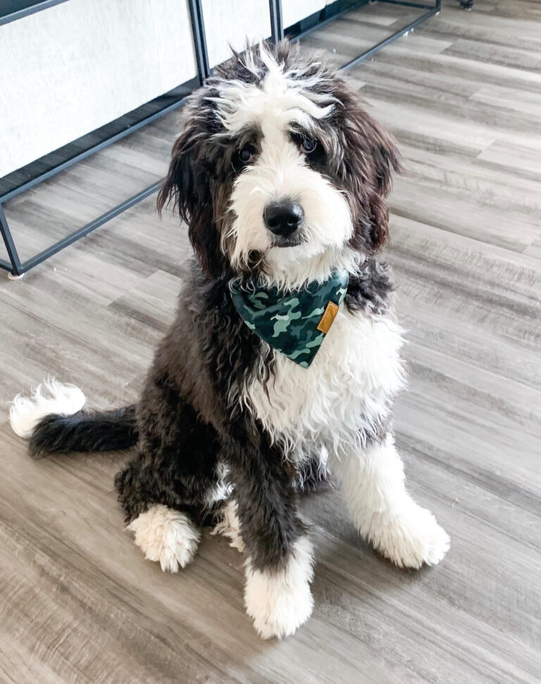 black and white bernedoodle stuffed animal